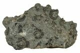 Fossil Ammonite (Arnioceras) Cluster - Holderness Coast, England #243473-1